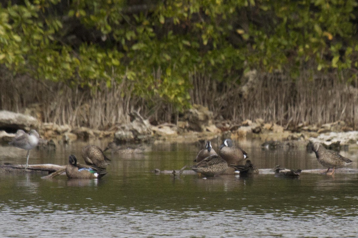 Blue-winged Teal - ML224843111