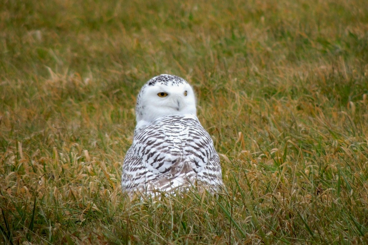 Snowy Owl - John Haas