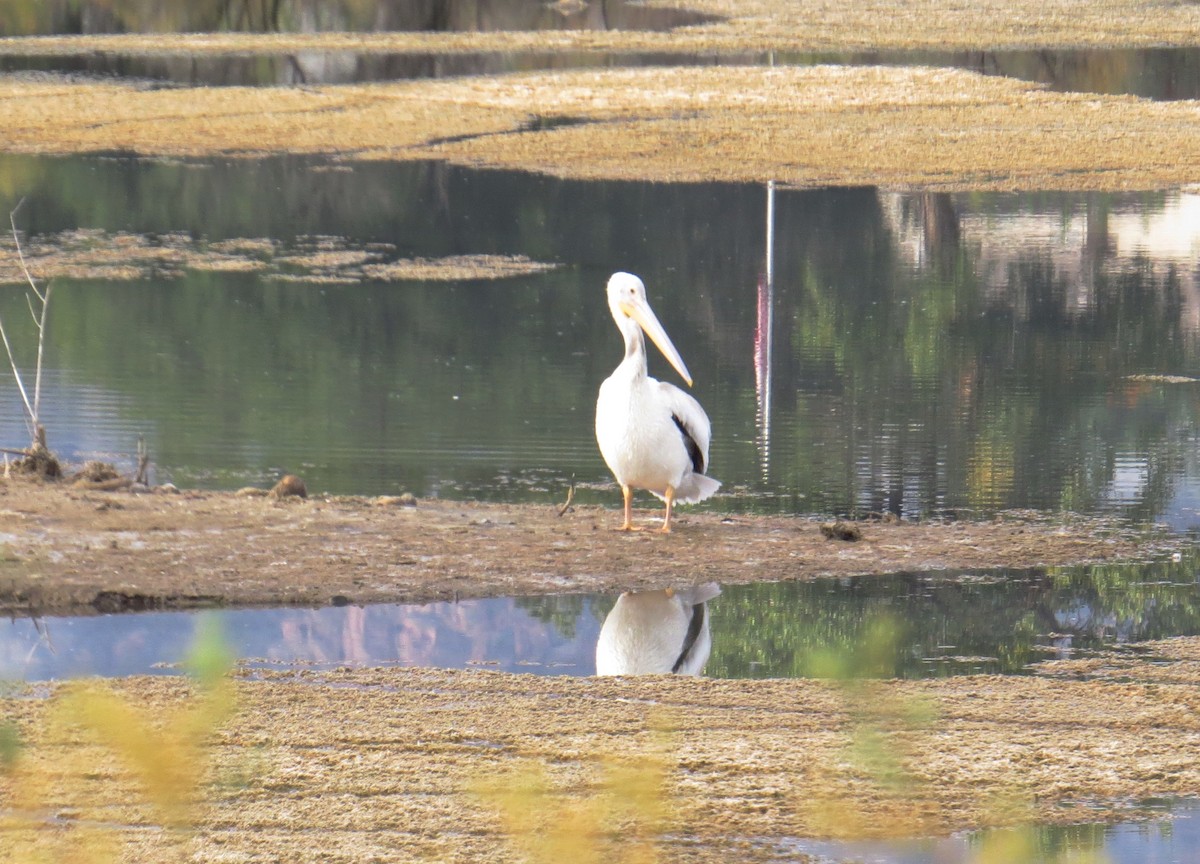 American White Pelican - ML224846241