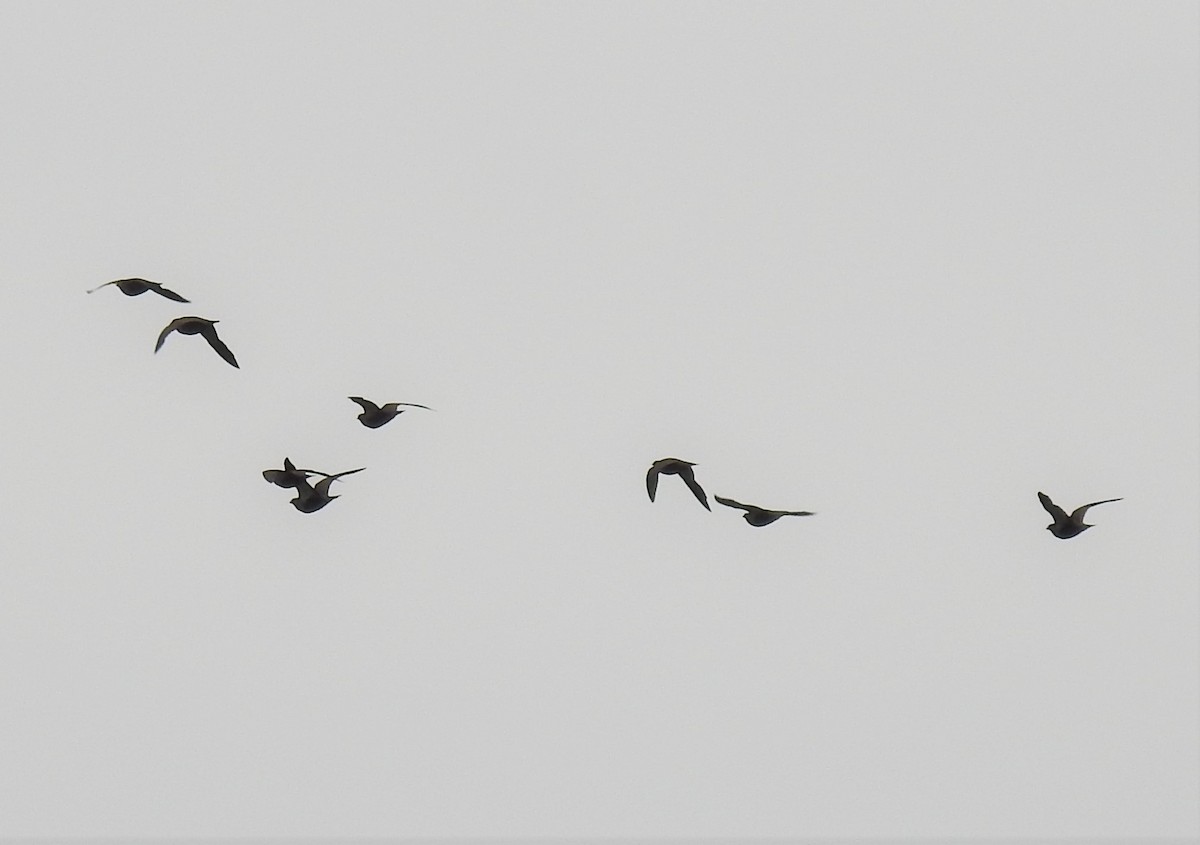 Black-bellied Sandgrouse - ML224846351