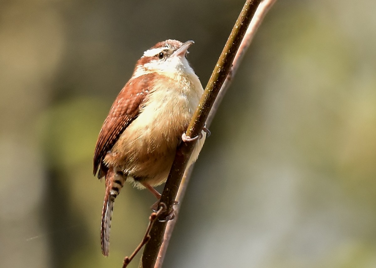 Carolina Wren - ML224847441