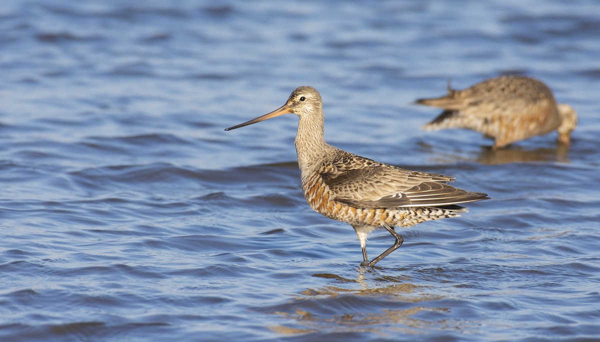Hudsonian Godwit - Marky “Dark Arremon” Mutchler