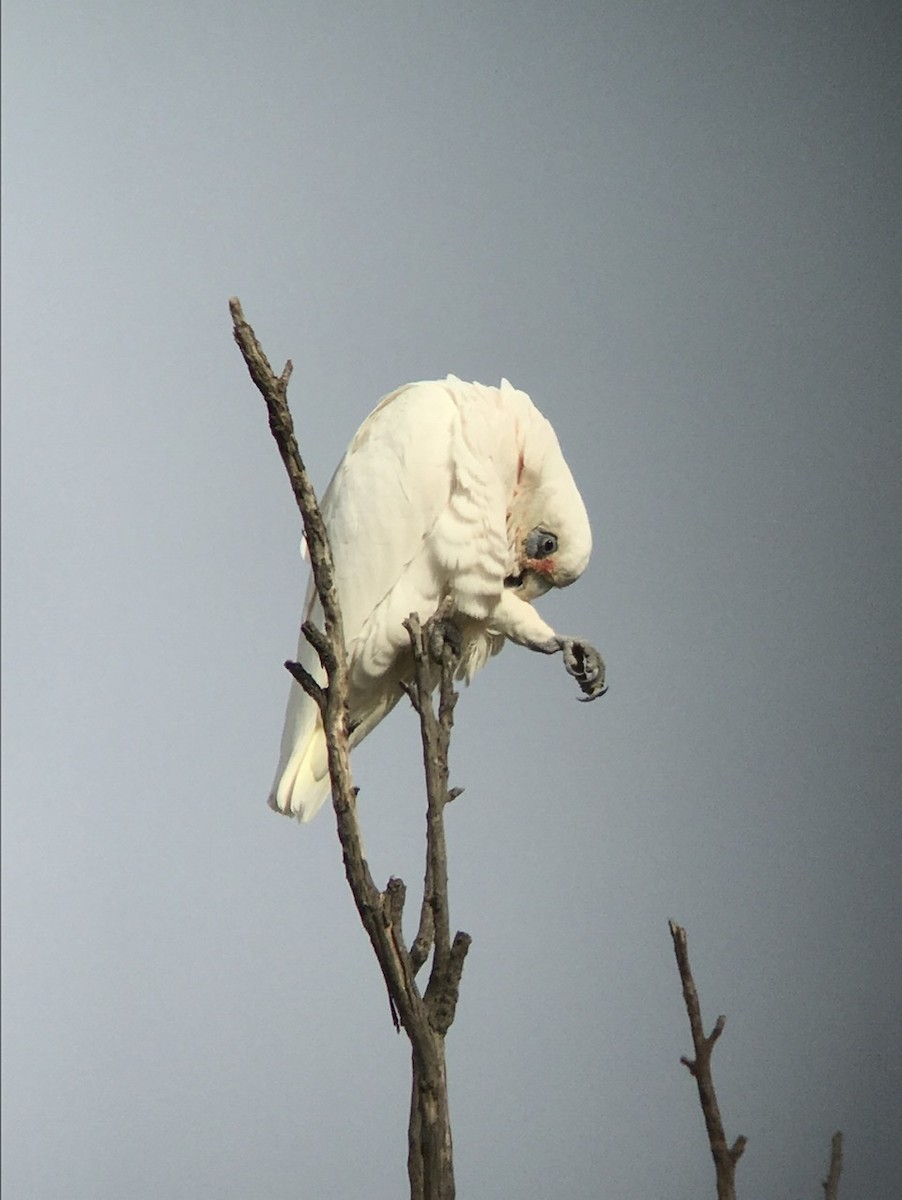 Cacatúa Sanguínea - ML224850271