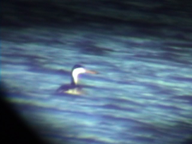 Western/Clark's Grebe - ML224850871