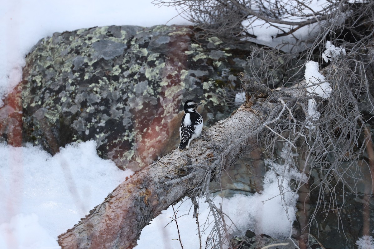 Hairy Woodpecker - ML224852251