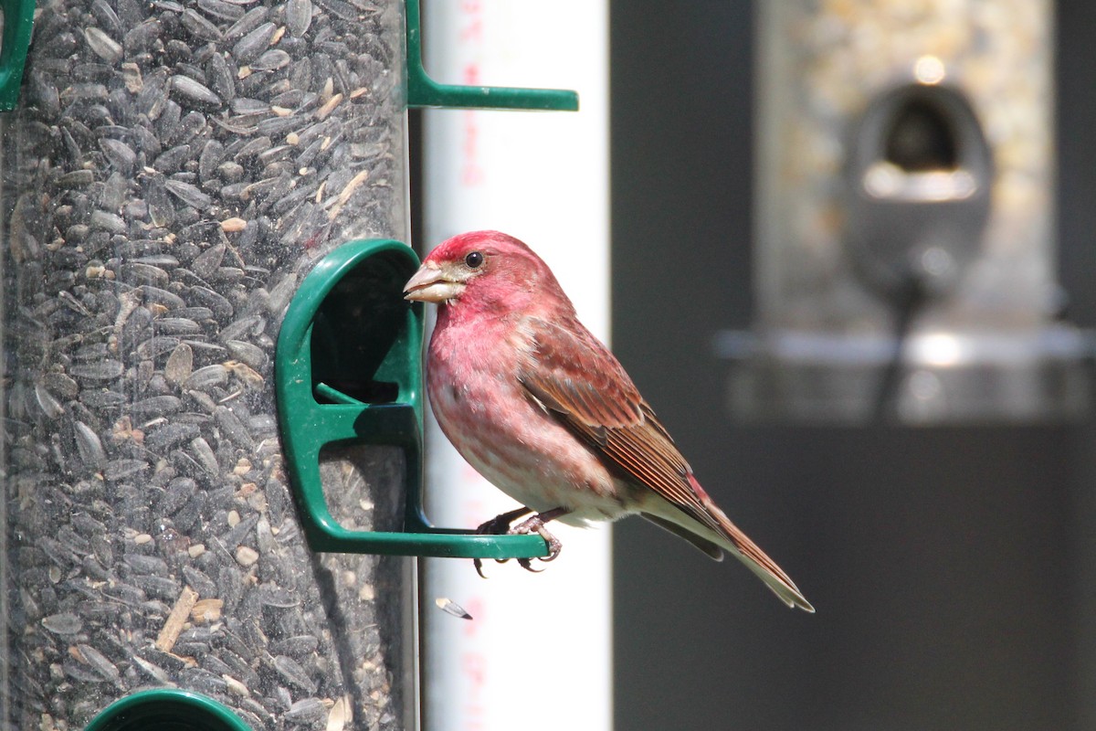 Purple Finch - Patrick Sysiong