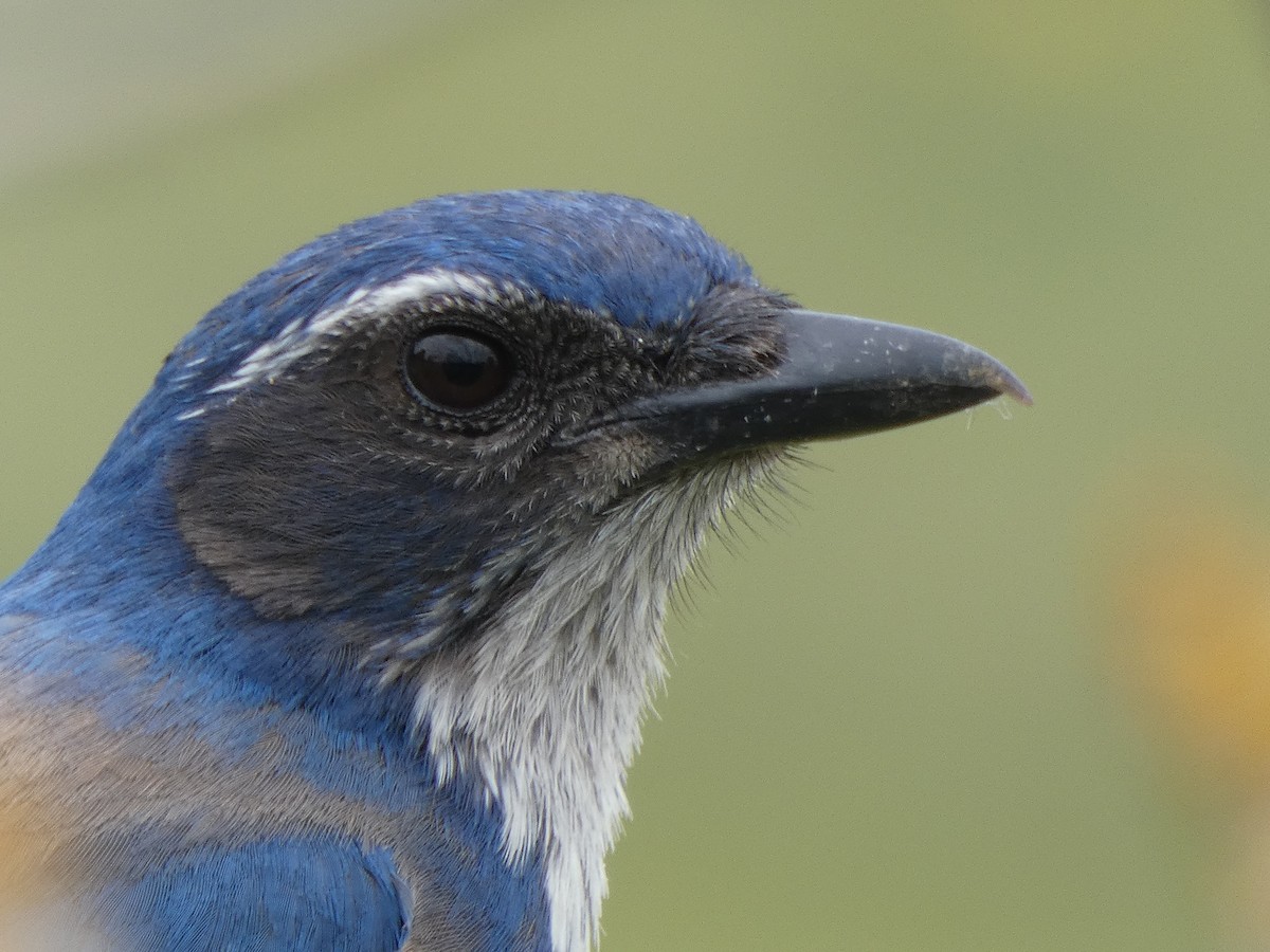 California Scrub-Jay - ML224856411