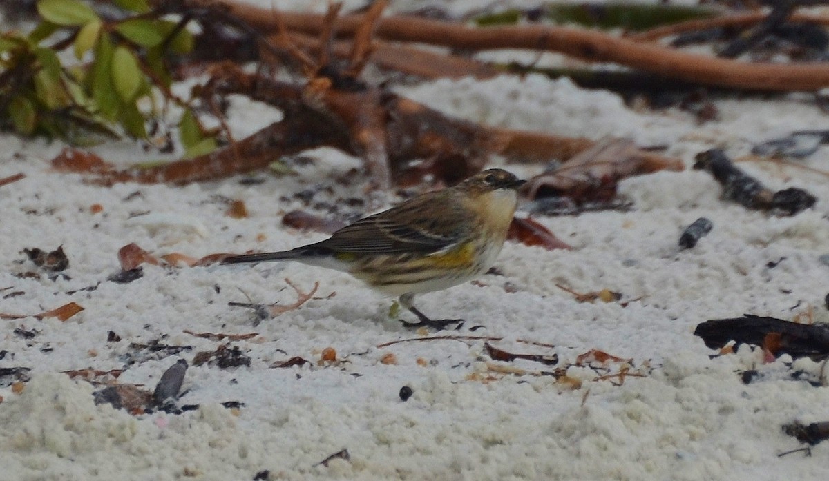 Yellow-rumped Warbler - ML22485701