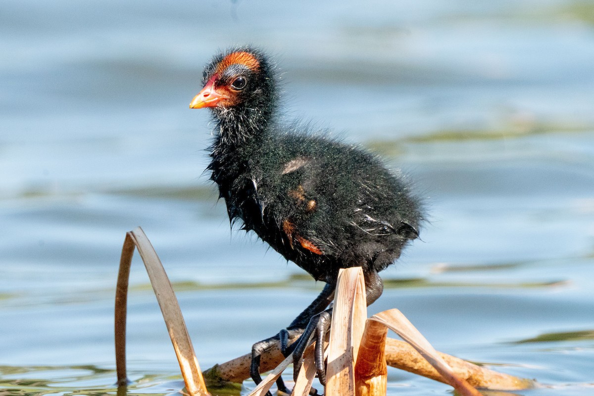 slípka americká - ML224857431