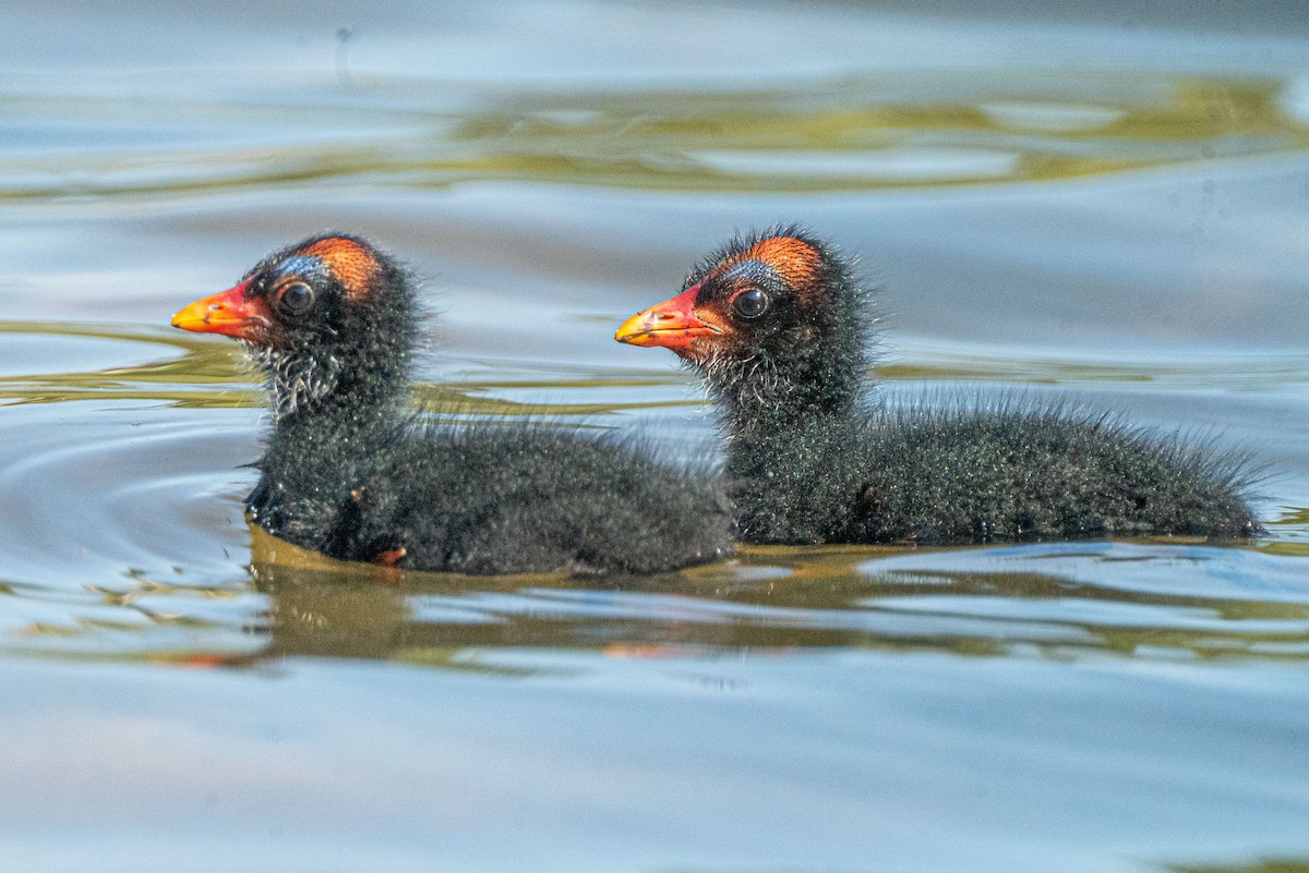 slípka americká - ML224857491