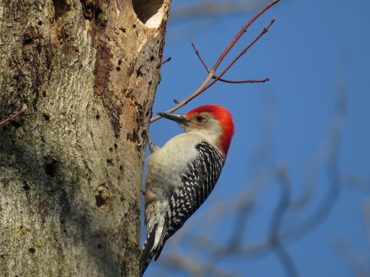 Red-bellied Woodpecker - ML224857801