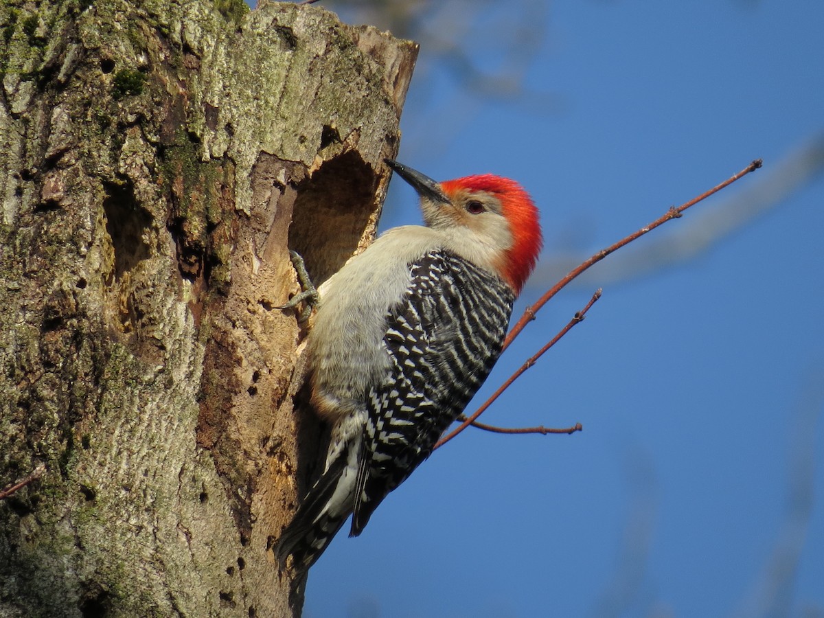 Red-bellied Woodpecker - ML224857831