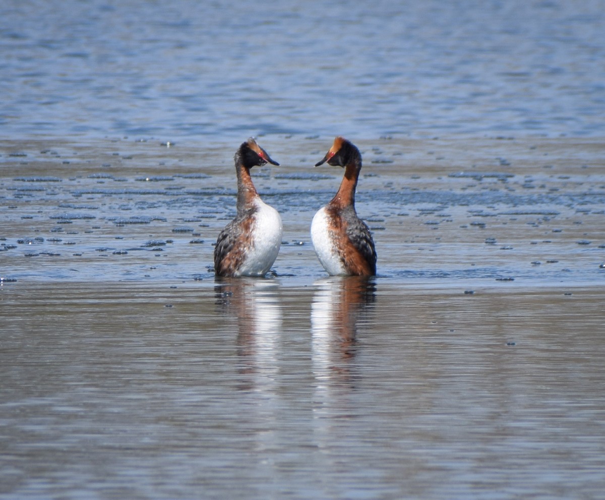 Horned Grebe - ML224859701