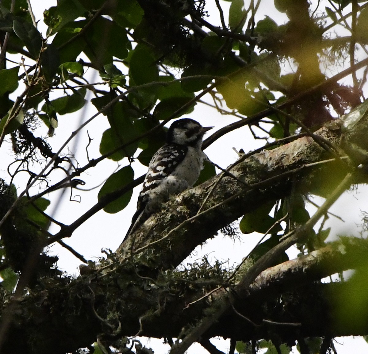 Downy x Ladder-backed Woodpecker (hybrid) - ML224861351