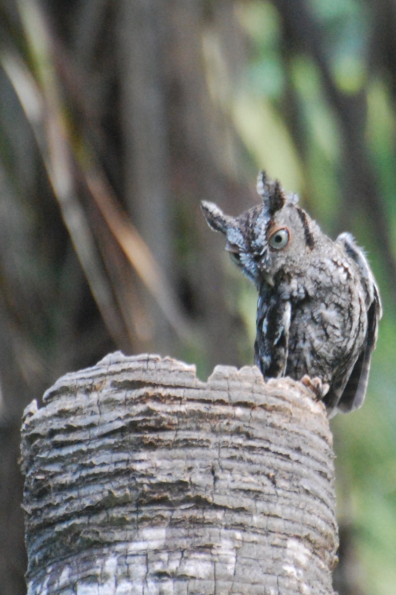 Eastern Screech-Owl - ML224861431