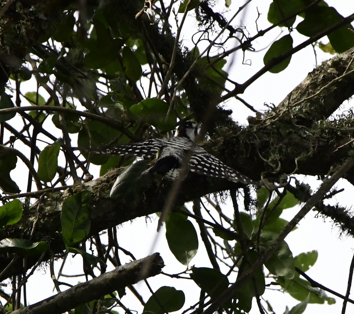 Downy x Ladder-backed Woodpecker (hybrid) - ML224861531