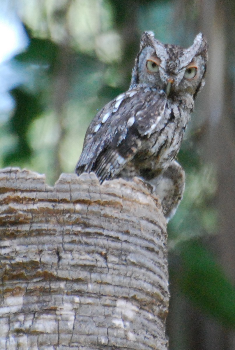 Eastern Screech-Owl - ML224863111