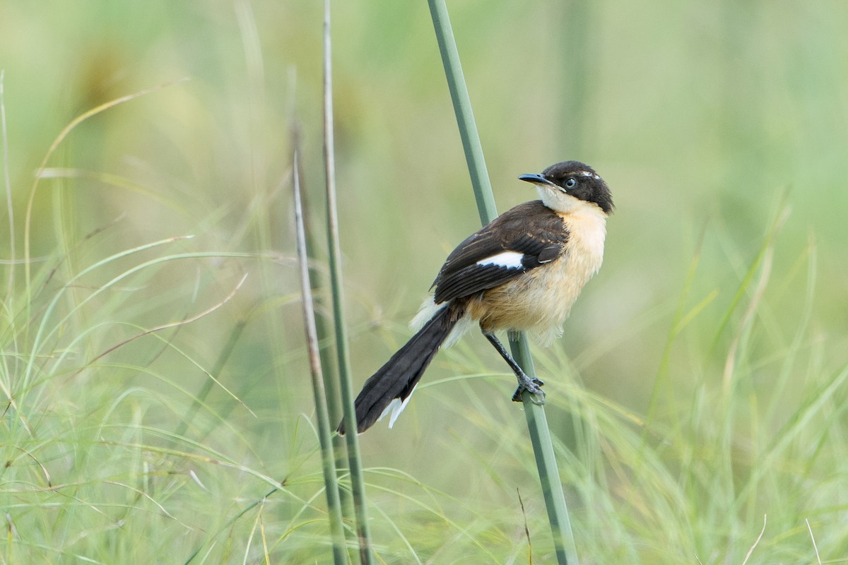 Black-capped Donacobius - Adrian Eisen Rupp