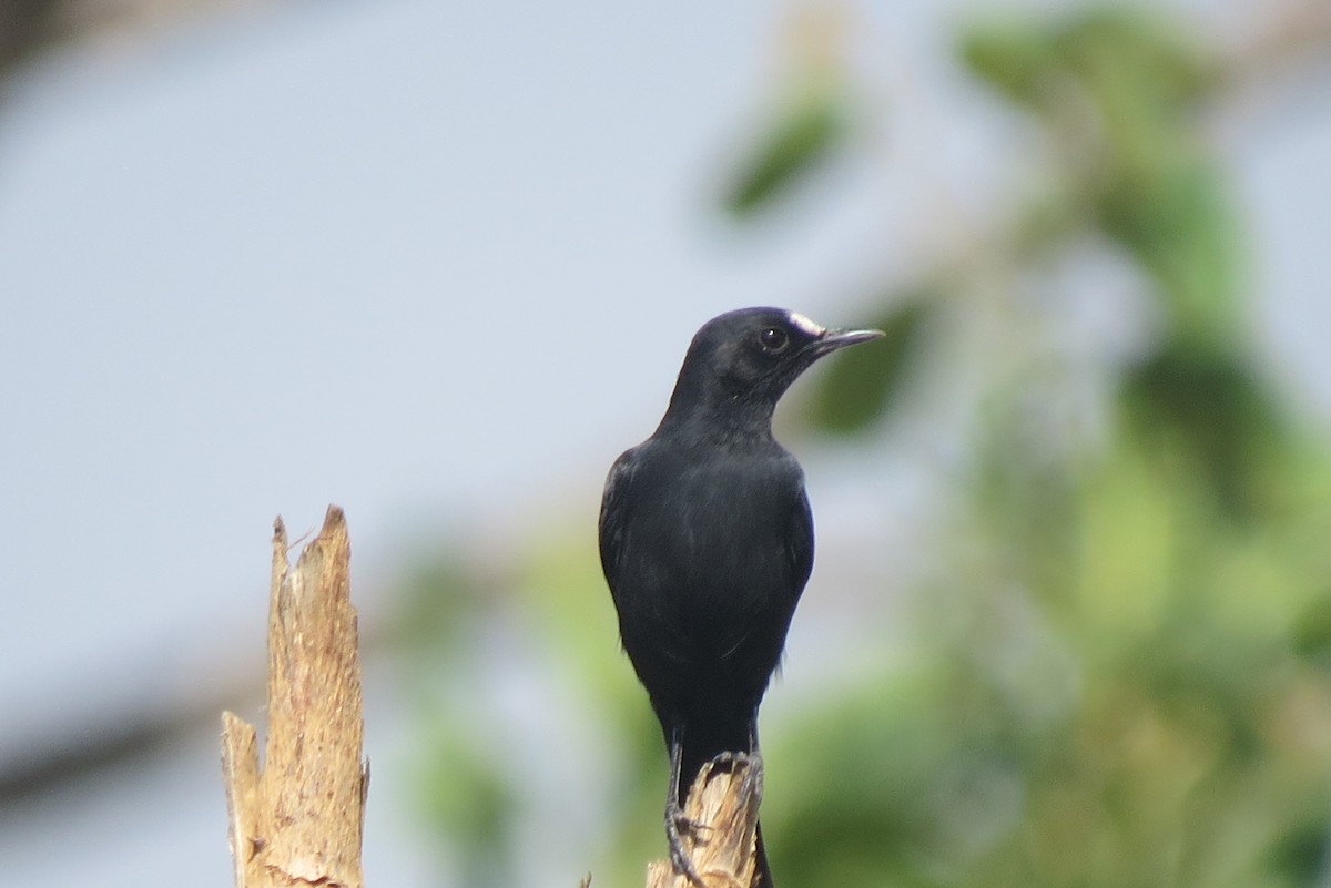 White-fronted Black-Chat - ML22486371