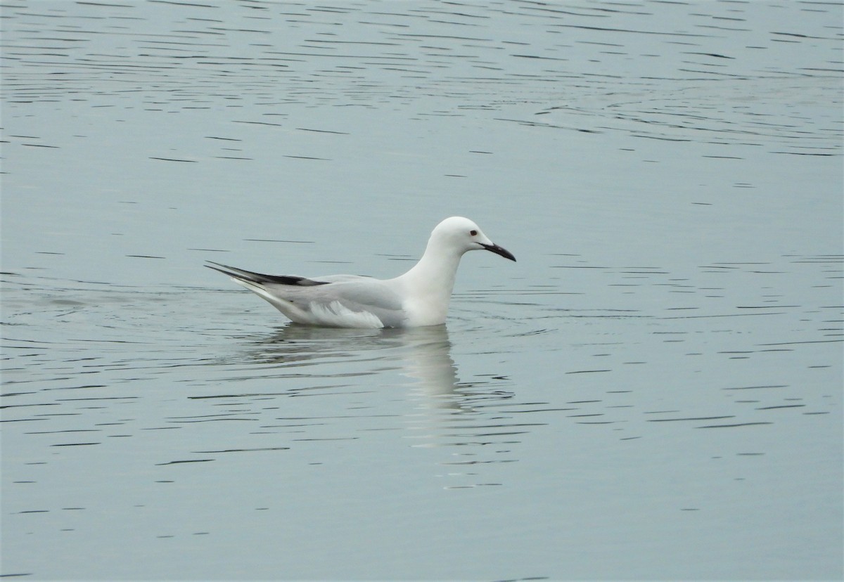 Slender-billed Gull - Antonio-Román Muñoz