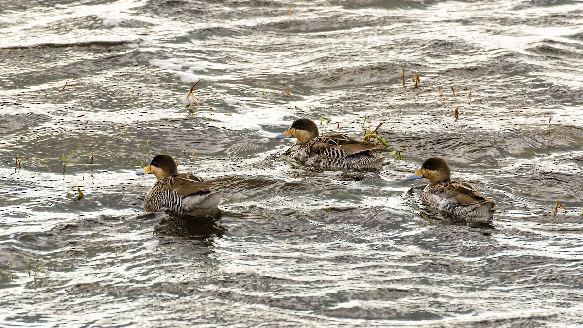 Silver Teal - ML224864961