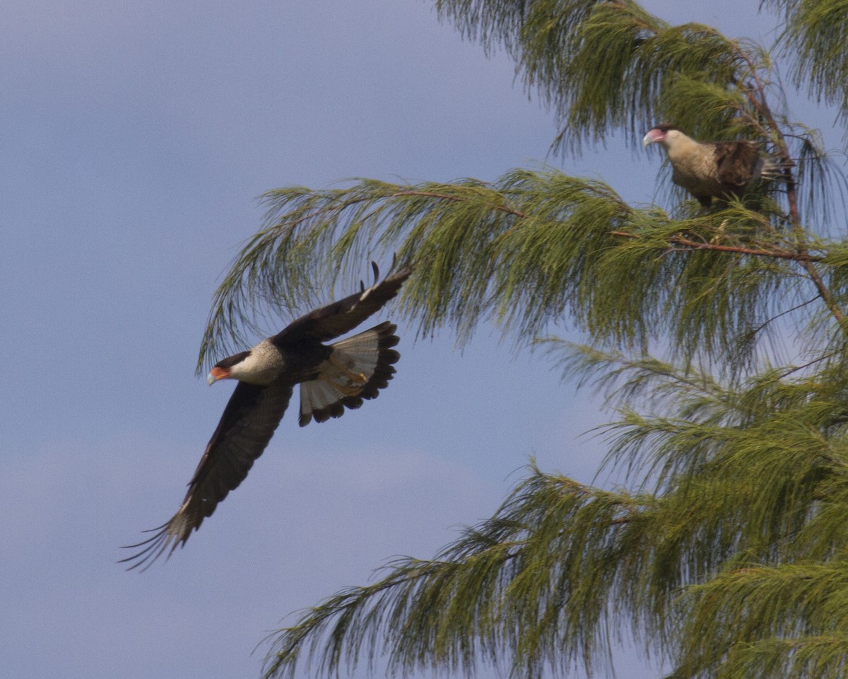 Crested Caracara (Northern) - Dixie Sommers