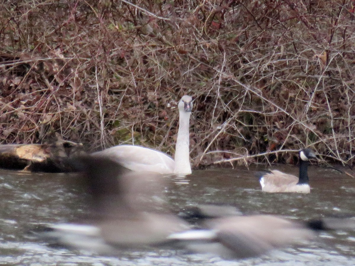 Trumpeter Swan - Brian Henderson