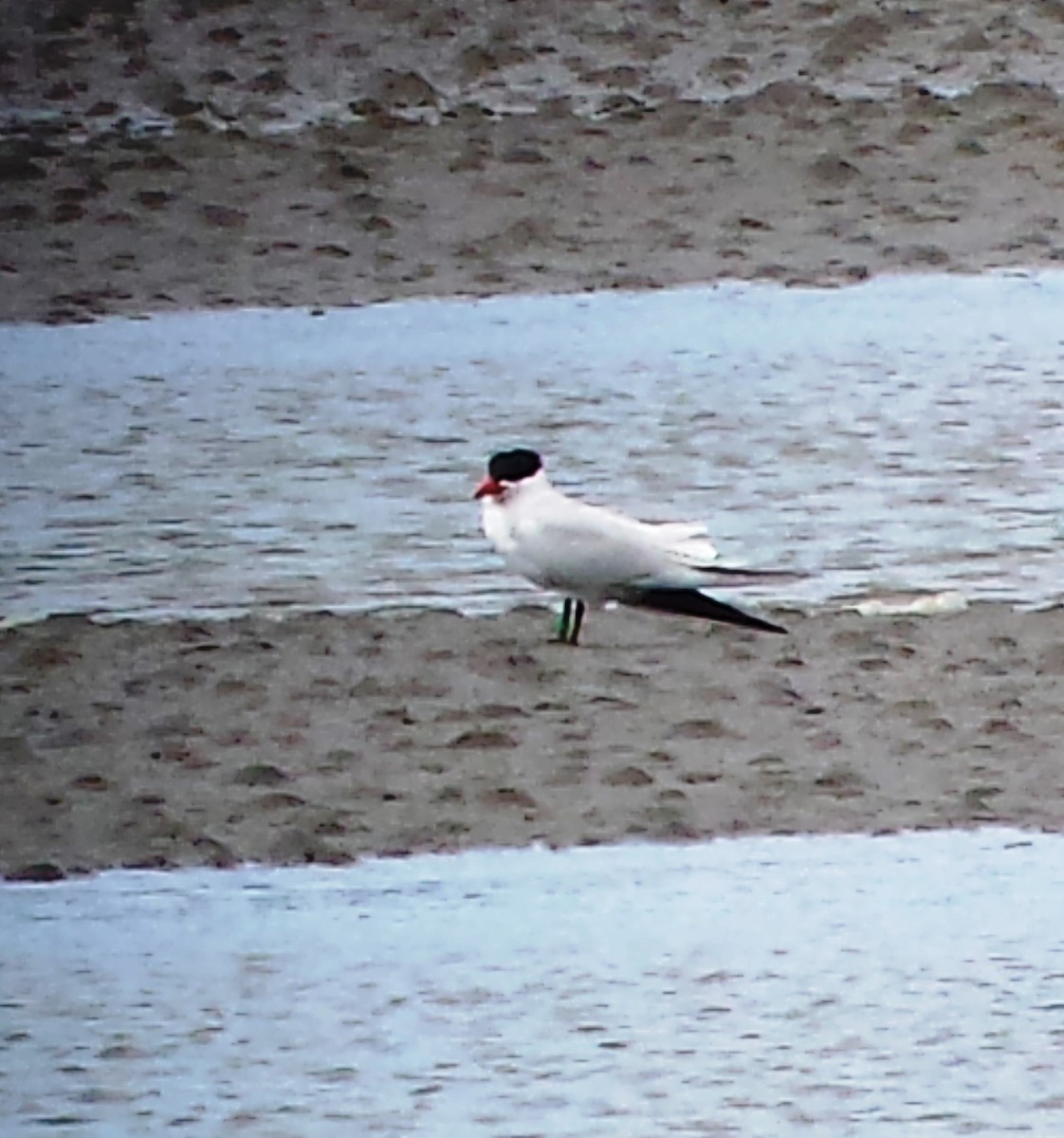 Caspian Tern - ML224872711