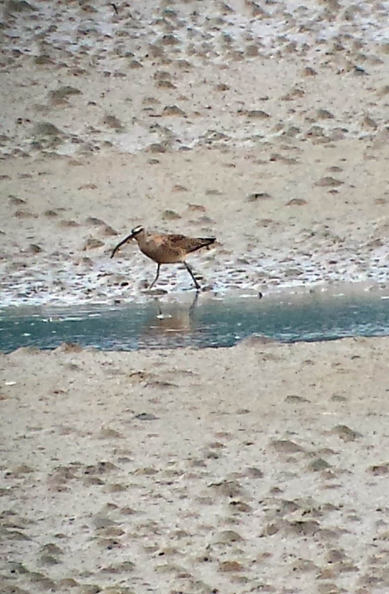 Whimbrel - ML224872911