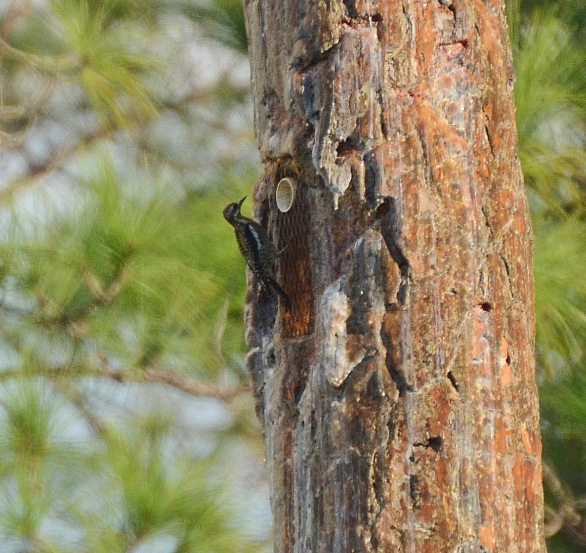 Yellow-bellied Sapsucker - Ron Furnish