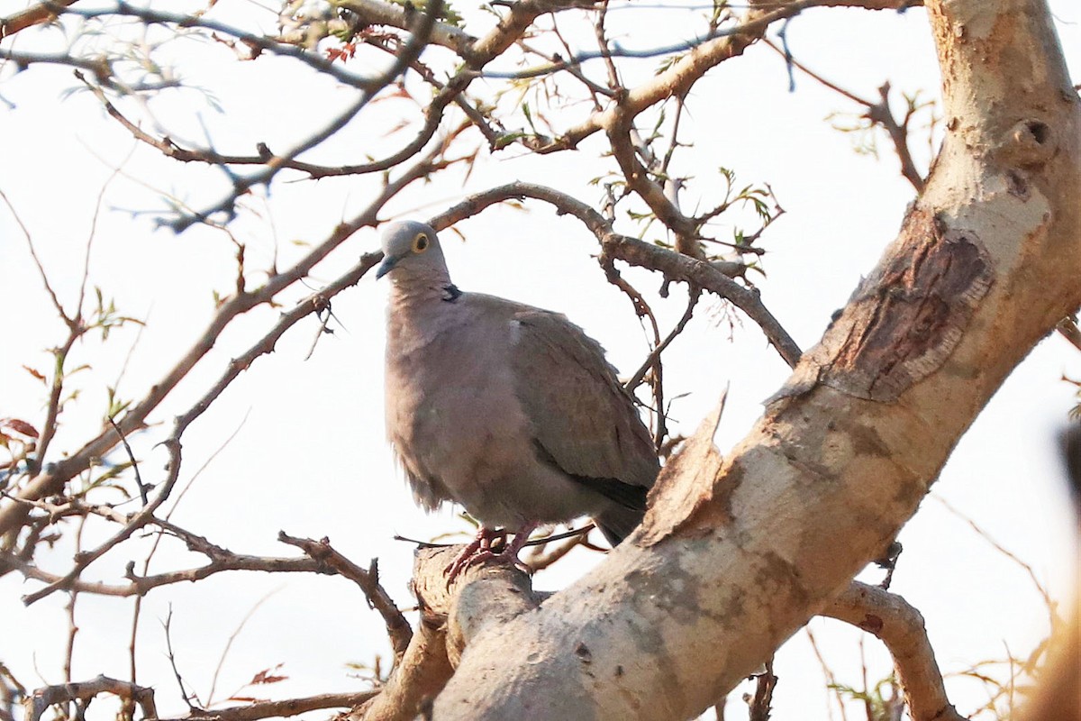 Burmese Collared-Dove - ML224874471