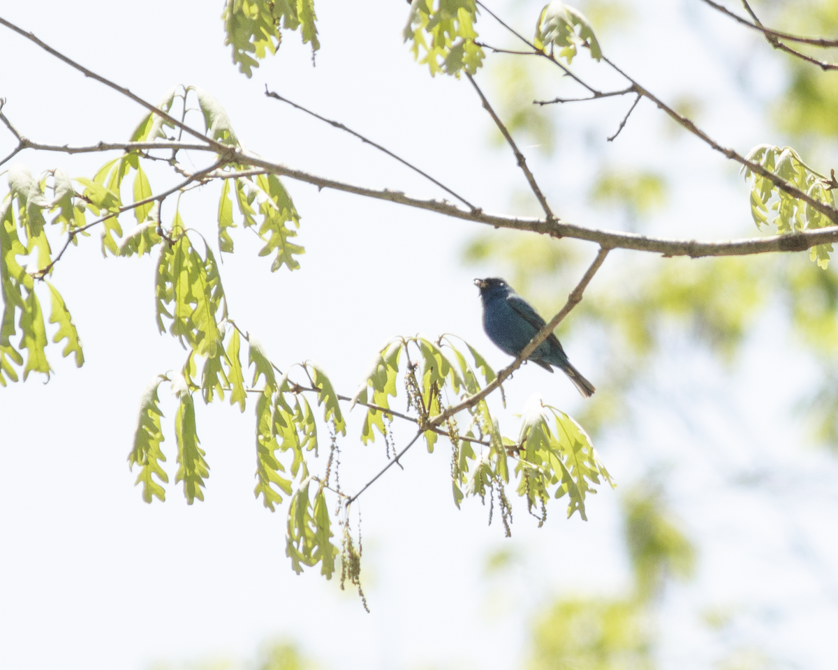 Indigo Bunting - ML224875961