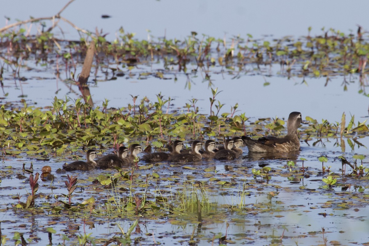 Wood Duck - ML224877871