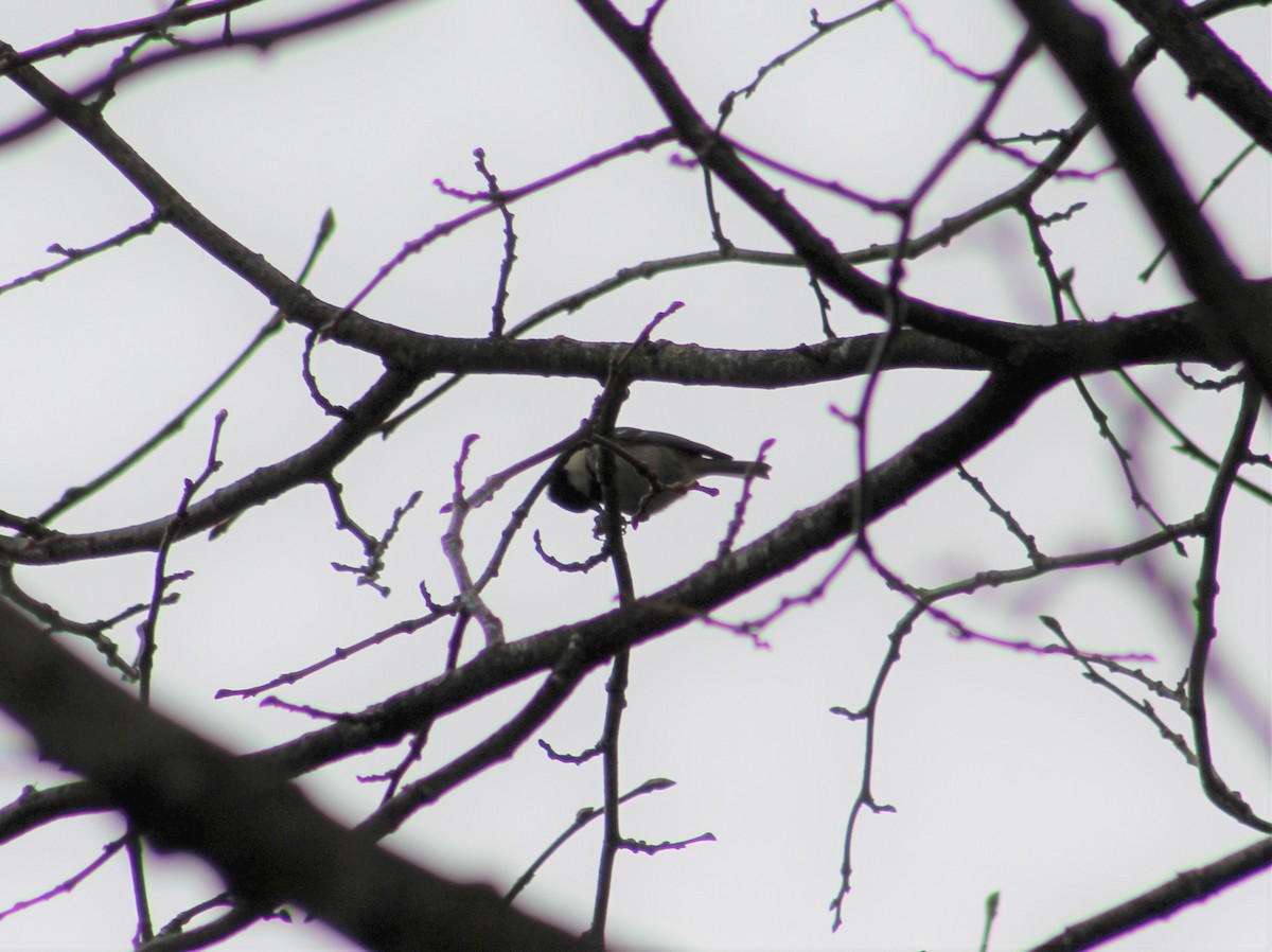 Coal Tit - ML224878821