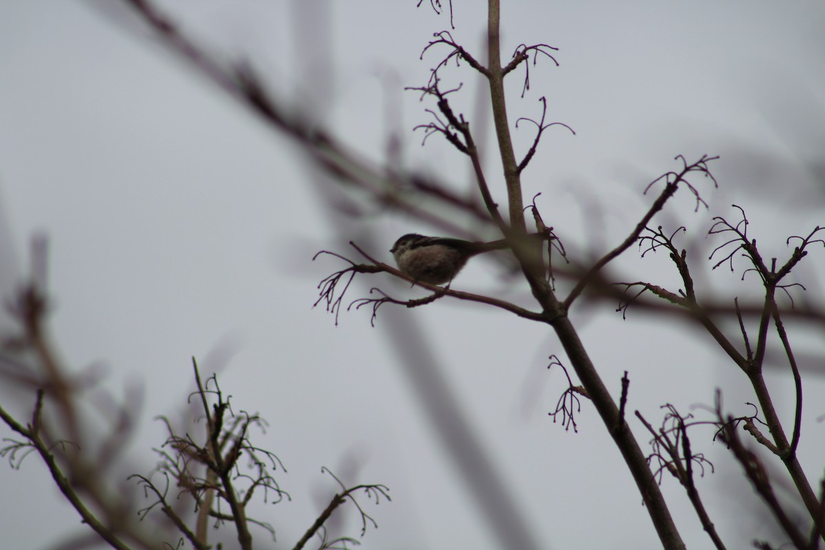 Long-tailed Tit - ML224878971