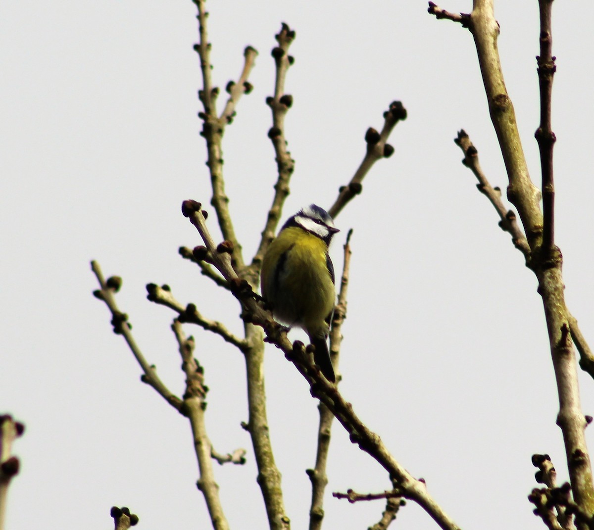 Eurasian Blue Tit - ML224879041