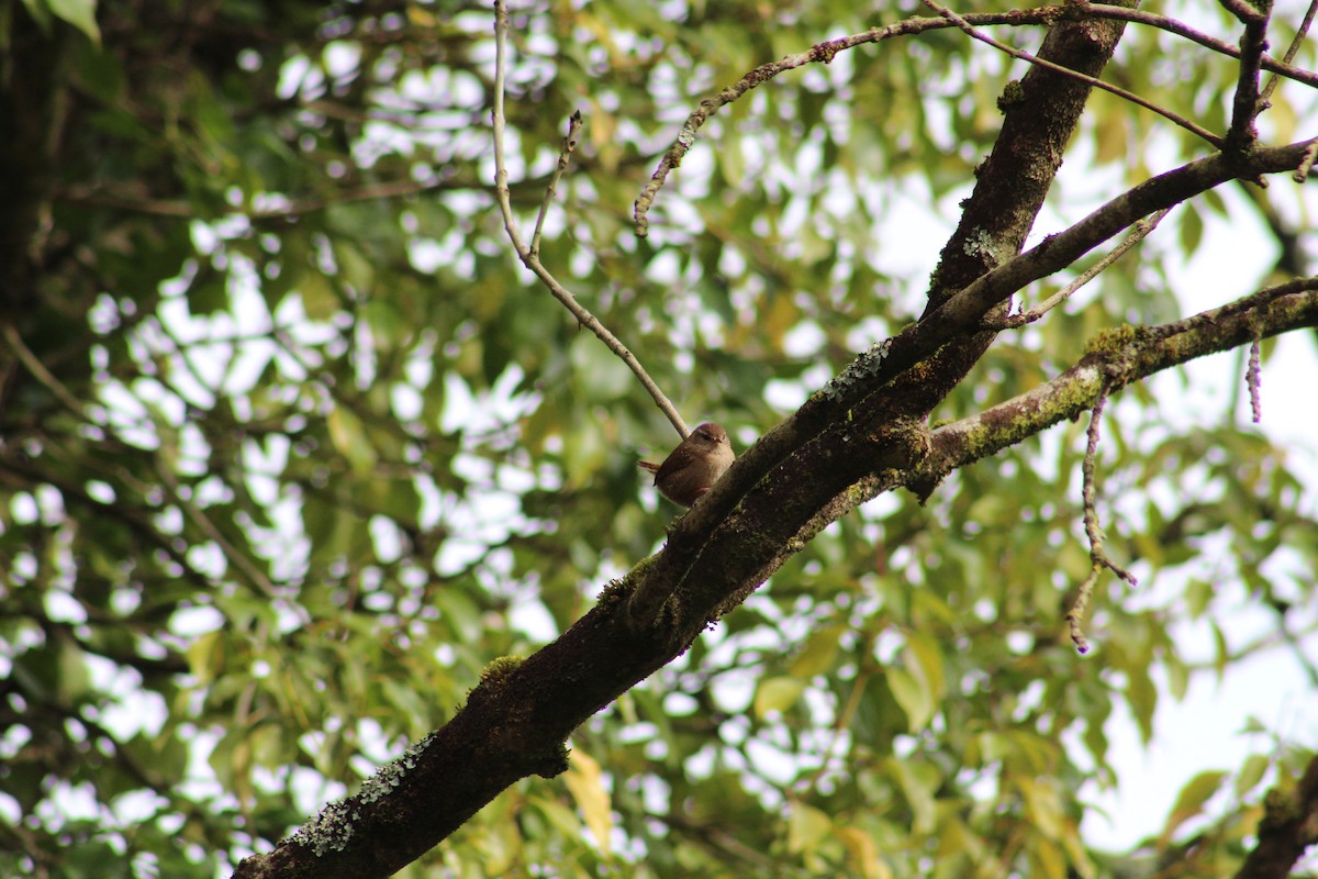 Eurasian Wren - ML224879221