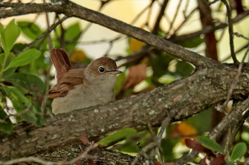 Common Nightingale - ML224880221