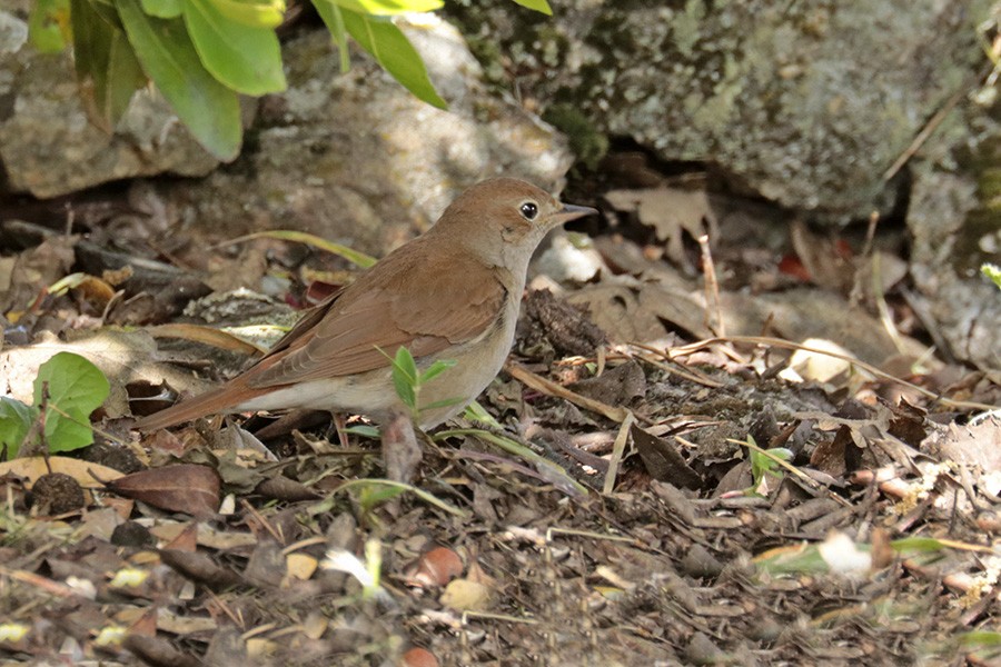 Common Nightingale - ML224880231