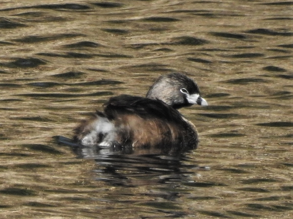 Pied-billed Grebe - ML224880721