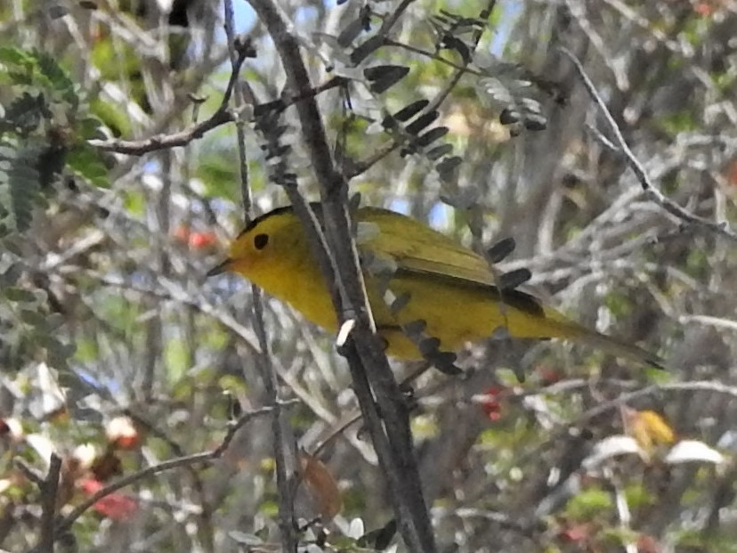 Wilson's Warbler - ML224881231