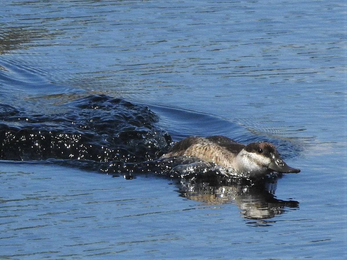 Ruddy Duck - Gordon Keen