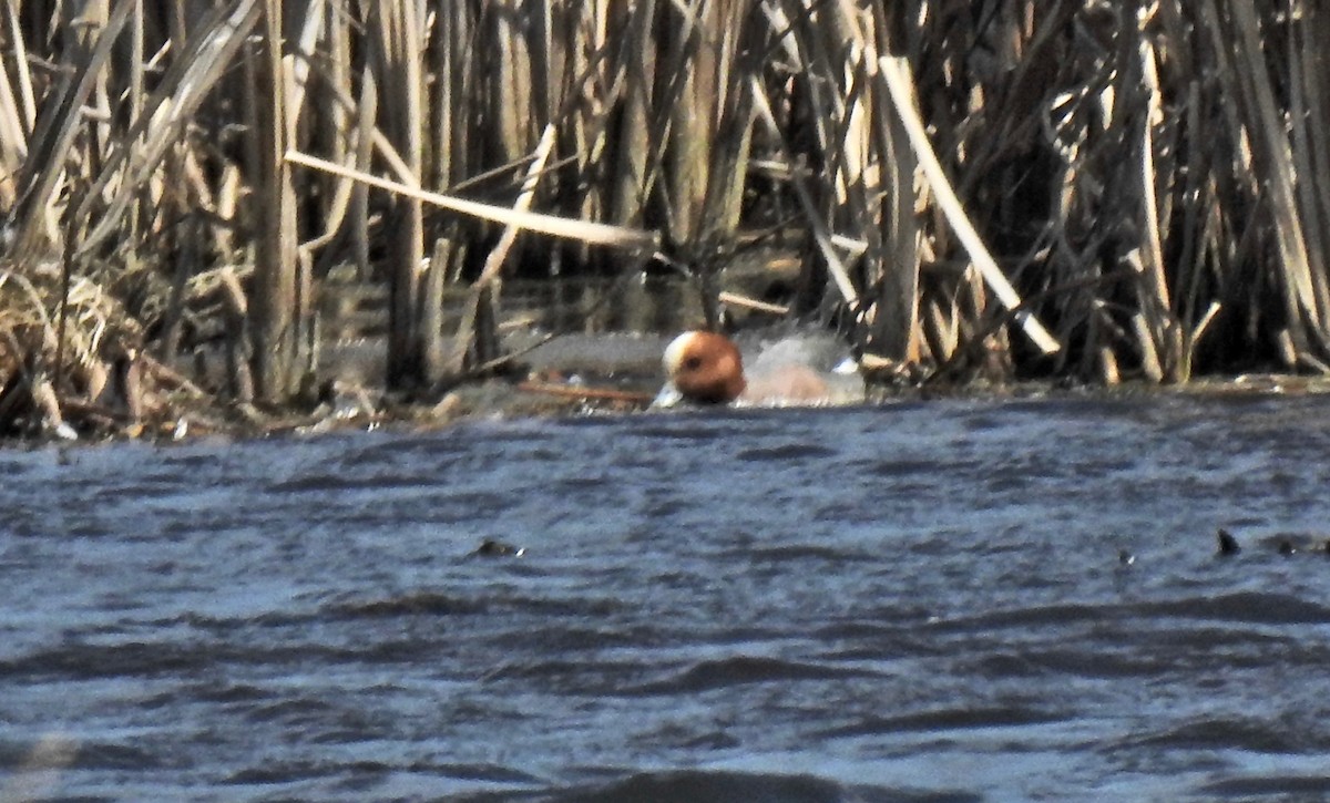 Eurasian Wigeon - ML224882171