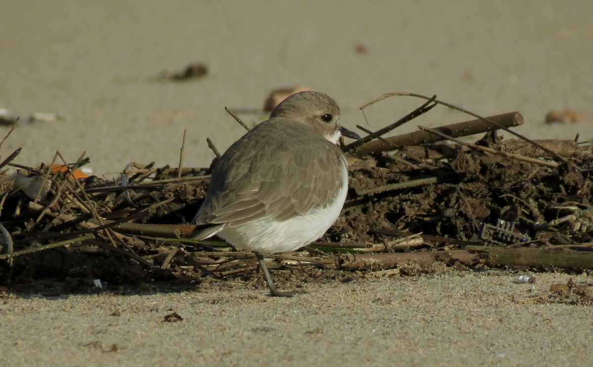 Two-banded Plover - Alejandra Pons