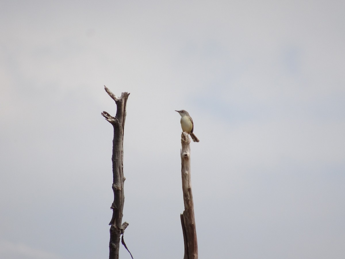 Rufescent Prinia - ML224882691