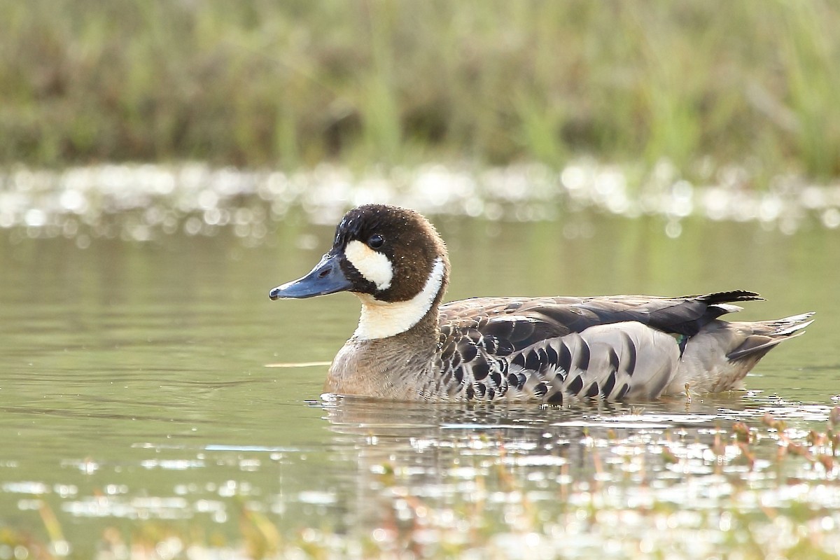 Spectacled Duck - Pablo Andrés Cáceres Contreras