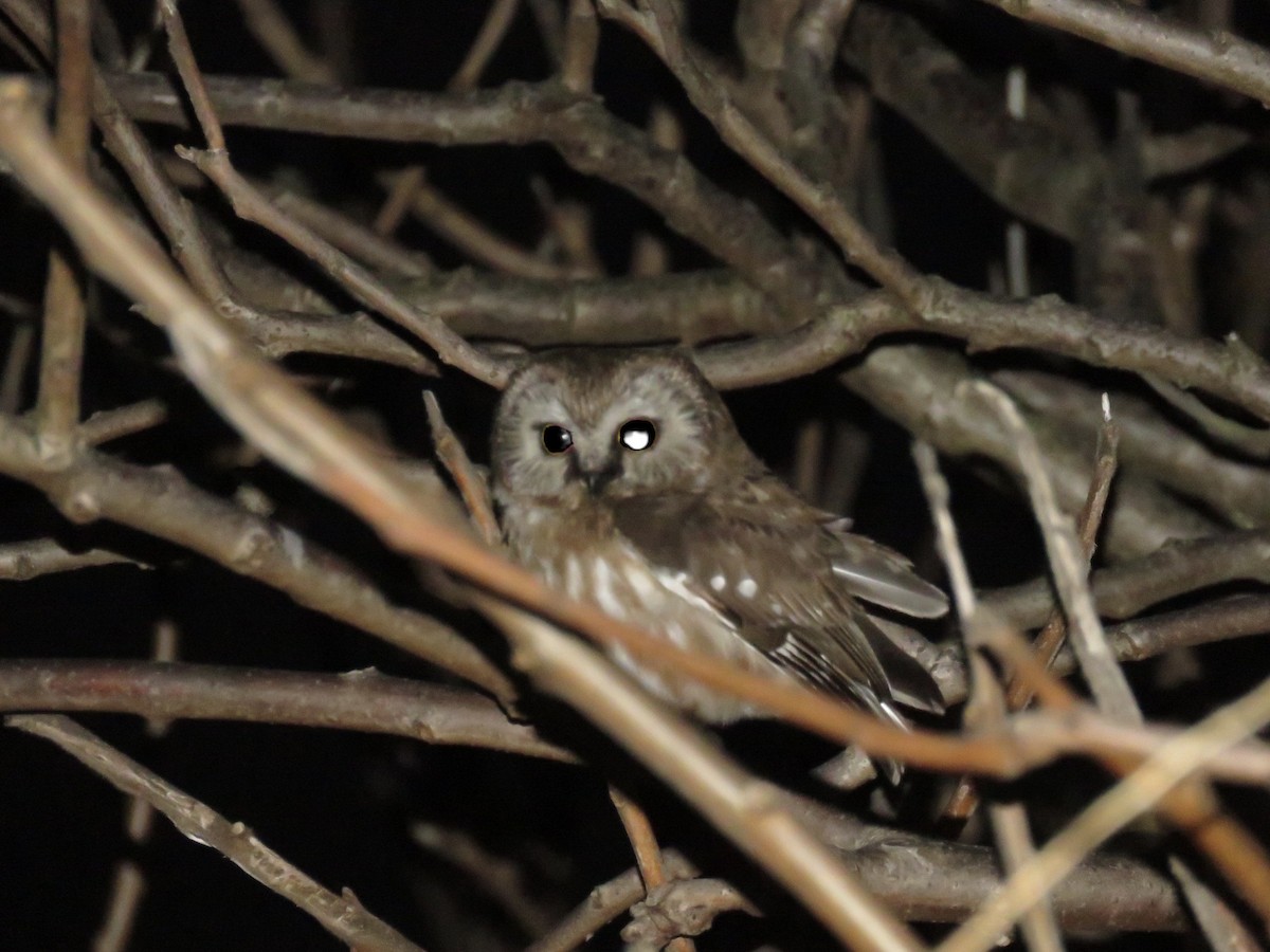 Northern Saw-whet Owl - ML224884641