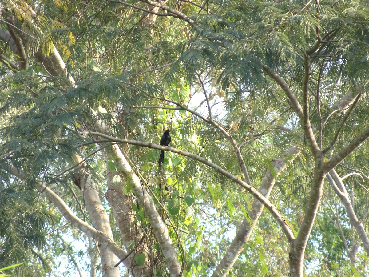 Greater Racket-tailed Drongo - ML224886311