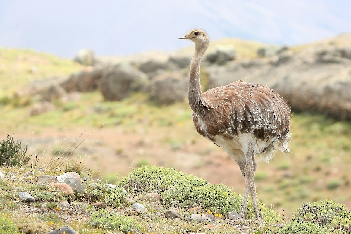 Lesser Rhea (Darwin's) - Pablo Andrés Cáceres Contreras