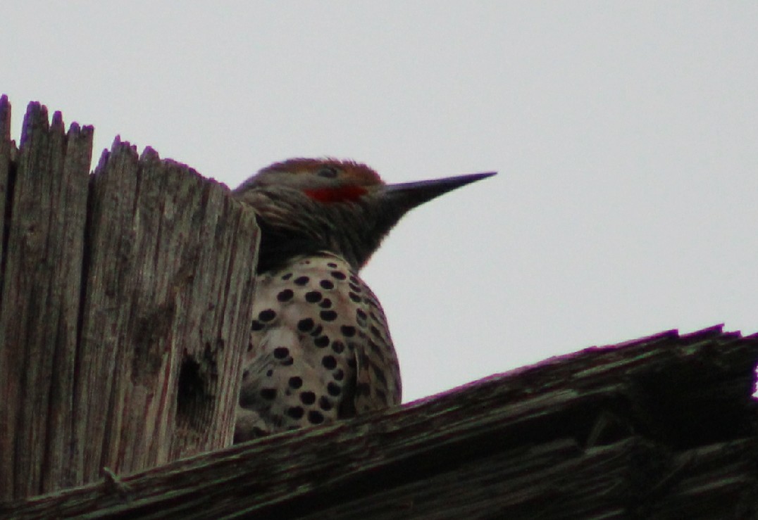 Northern Flicker - ML224892431